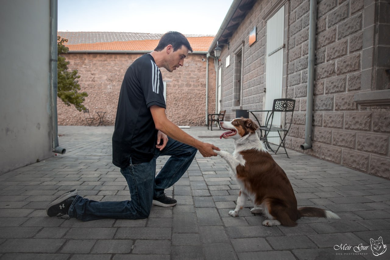 Owner rewarding a calmer dog choice