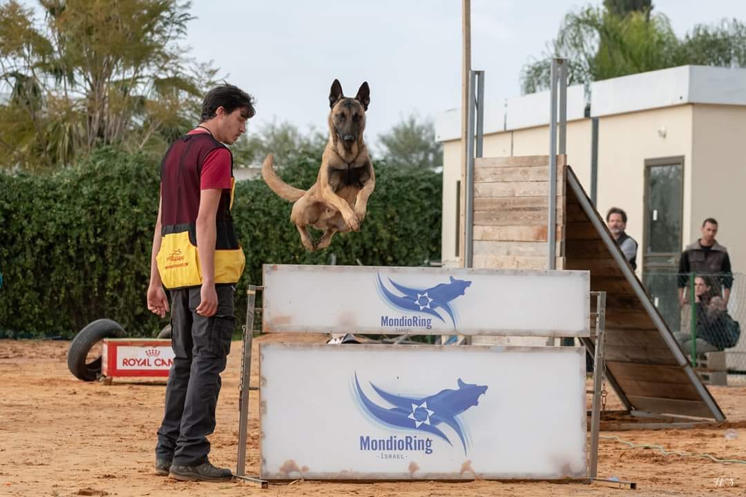 Aviv Pittel practicing Mondioring with a dog jumping a hurdle