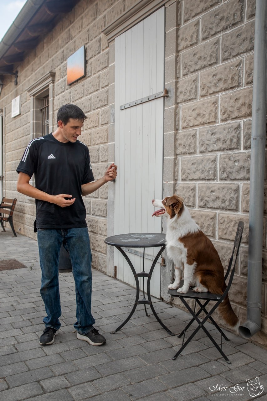 Trainer practicing calm public manners with a dog