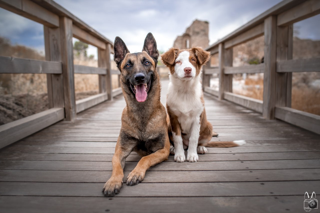 Calm dogs resting together at home