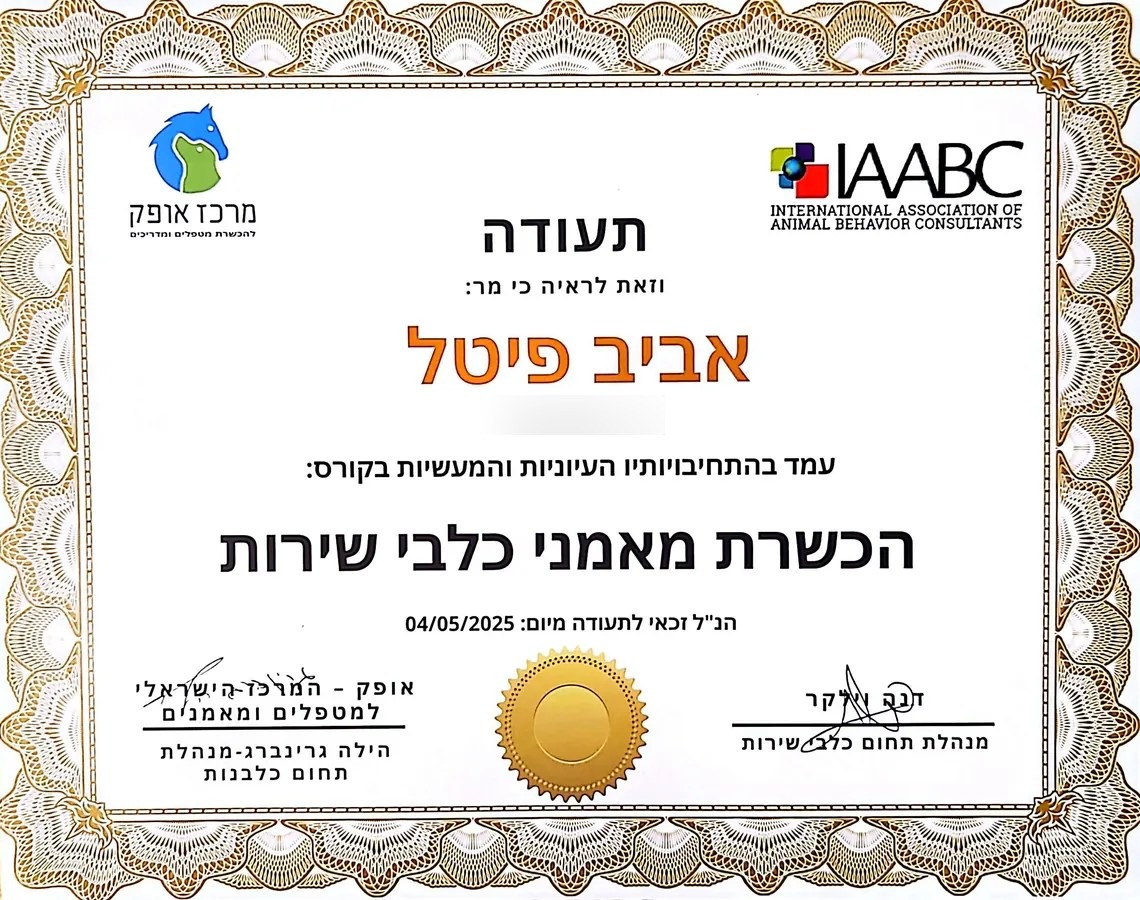 Hebrew certificate for Aviv Pittel completing service dog trainer preparation in 2025